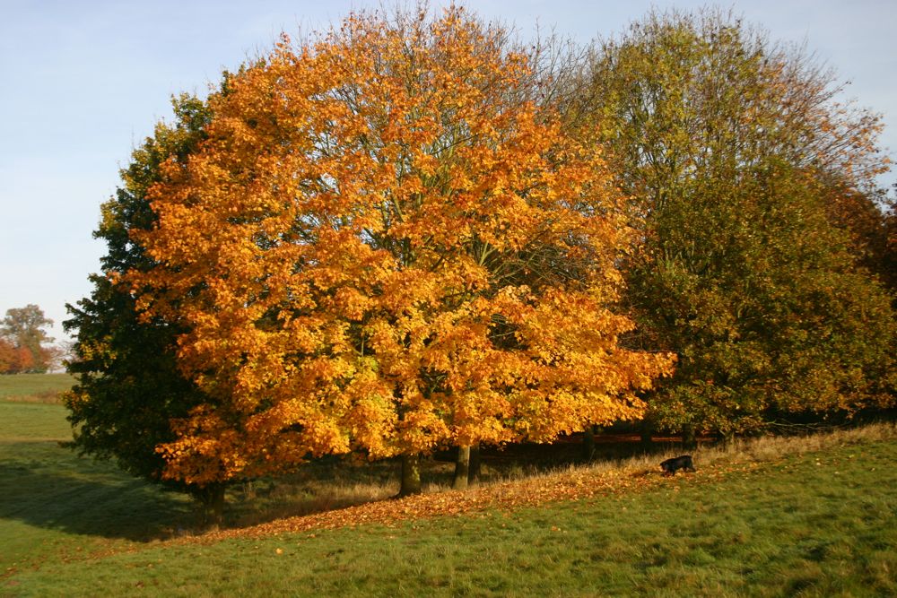Tree Reshaping: Tree reshaping carried out on all types of trees throughout Gloucestershire, Herefordshire, Gwent, Powys, Ceredigion, Carmarthenshire, Pembrokeshire and Bristol areas.