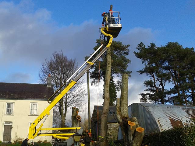 Image of Sectional tree felling in progress using our MEWP for access