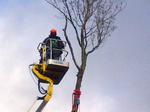 Image of Sectional tree felling in progress using our MEWP for access